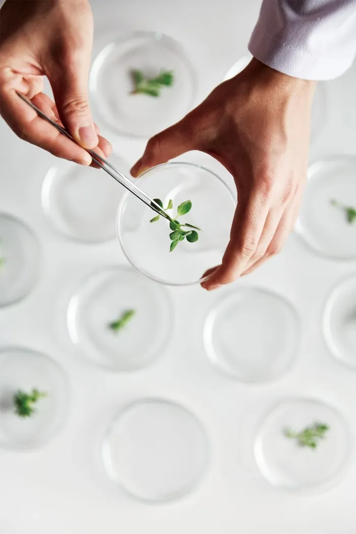 Laboratory plant research